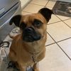 rockythedog35