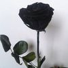 blackbaccara_06