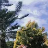dreamytrm