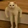 hb_x21