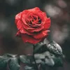 elrfd