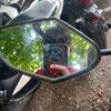 dimasmaulana52079
