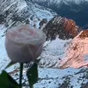 .cheng_miu.2702