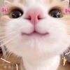 chellsyu4_