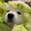 mmoo.le