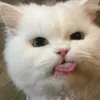 nopswas
