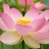 thomas_ng21