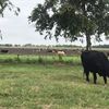 susanbythecreek