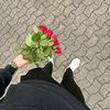 llox_50