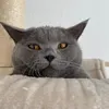 xzahnfee93