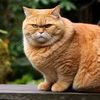 2025gatito