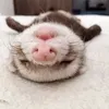 ballelnacerballel