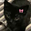 slk_gato_leleu