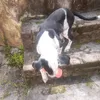 lua_e_aumigos