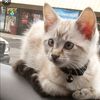 kitty_cow64