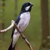 fabriciocosta0601