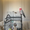 pinkygalah22