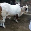 Mian Kashif 355