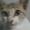 northemfr
