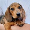 runethedachshundpuppy