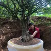 tunguyenbonsai