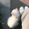 fluffyynv1
