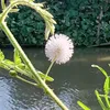 quyuhzi