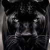 naqa_semkires