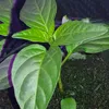 kittyandmommahomegarden