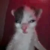 w3b_gato_chorao