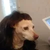 ellocolord