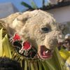 atopio.jr