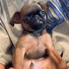 Bugsy