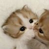 don_bon_008