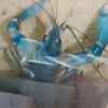AL - FALAH LOBSTER FARM