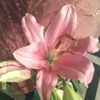 ilona.asya