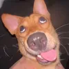 niemliem