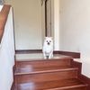 dogsclub110
