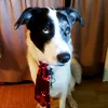 fungythedog