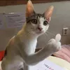 chanquakobtlamgi