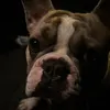 pepehund