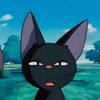 dailycat4u