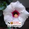 graziellagaldieri