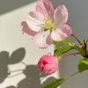 hanan__pk