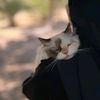 ayeshakiran383