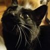 cheskitten98