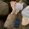 mejikuuuuubi