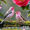 kyaw454523