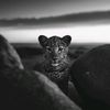 muha.00777