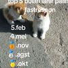 apis_0902